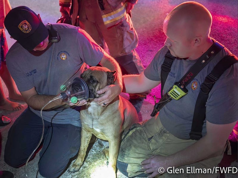 Fort Worth firefighters save dog from burning home