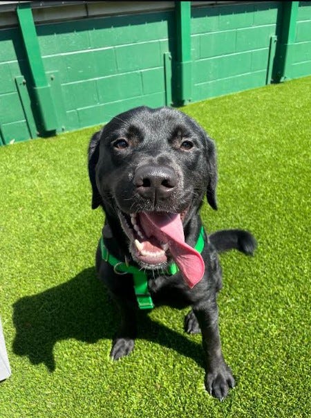 dog