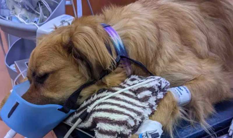 A photo of Moose at the veterinarian after the attack.