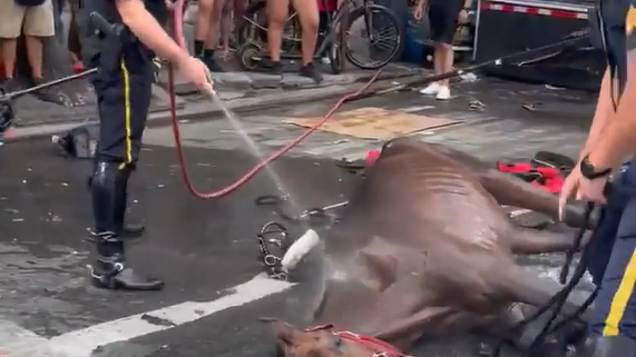 Carriage horse falls to the ground in Manhattan on hot summer day