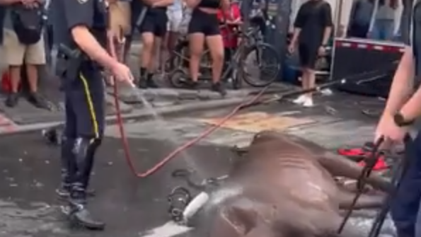 71% of NYC voters want to ban horse-drawn carriages after collapse incident: poll