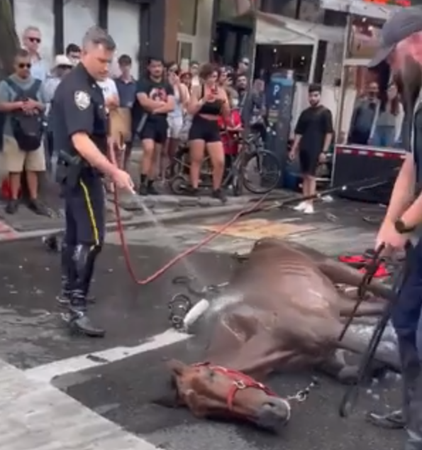 Police try to cool down a carriage horse that collapsed on Aug. 10.