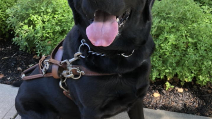 LI guide dog non-profit employee arrested for fatally leaving dog in hot van