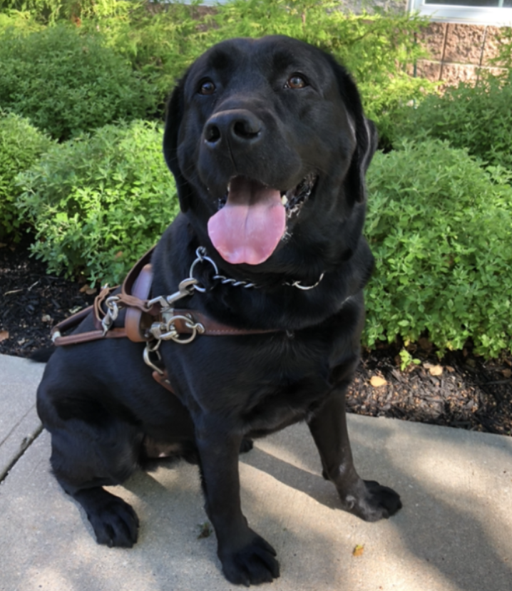 Milton, the three-year-old black lab who died in a Guide Dog Foundation van on a 90-degree day in July.