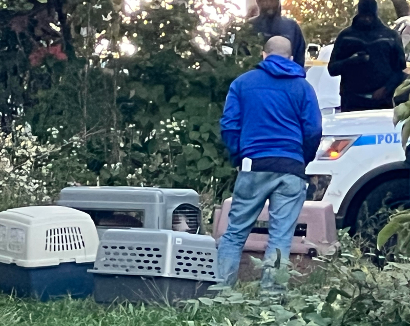 Pit bulls that attacked three people on Tuesday sit in crates after being rounded up by authorities.