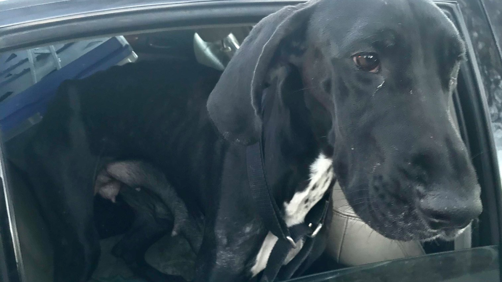 Man accused of past animal abuse busted after dog, puppies found in Queens traffic stop