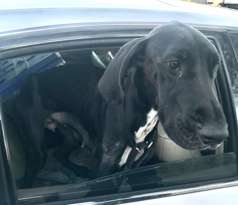 An apparent Great Dane and her seven puppies were recovered by police after a traffic stop over the weekend, the NYPD said.