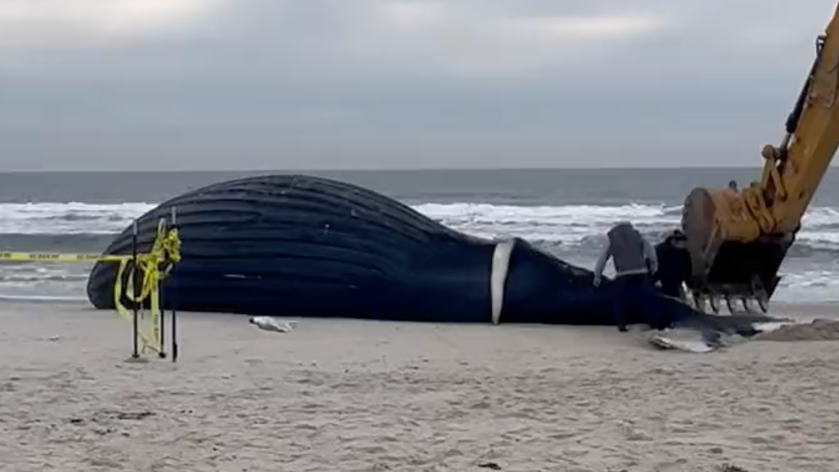 Humpback whale that washed ashore on LI beach has died: officials