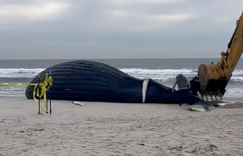 A dead 35-foot whale washed up on Lido Beach Monday.