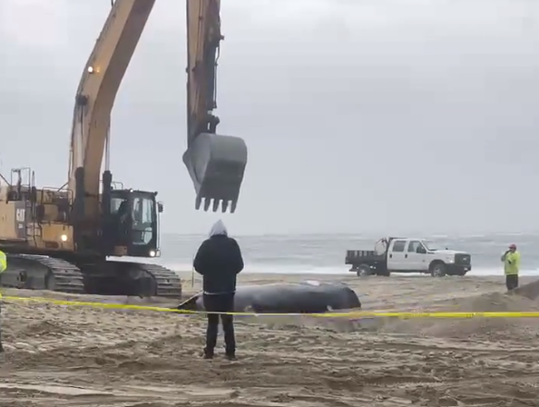 City workers use an excavator to move the whale at Rockaway beach.