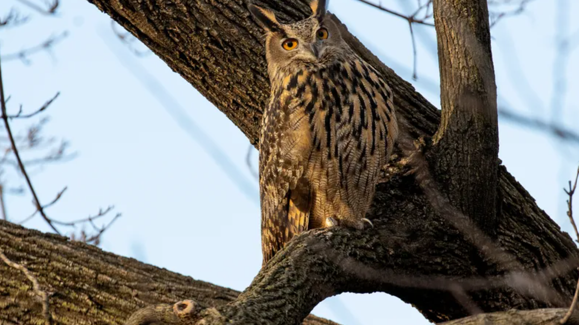 FREE BIRD: Central Park Zoo will call off hunt for escaped Eurasian eagle-owl