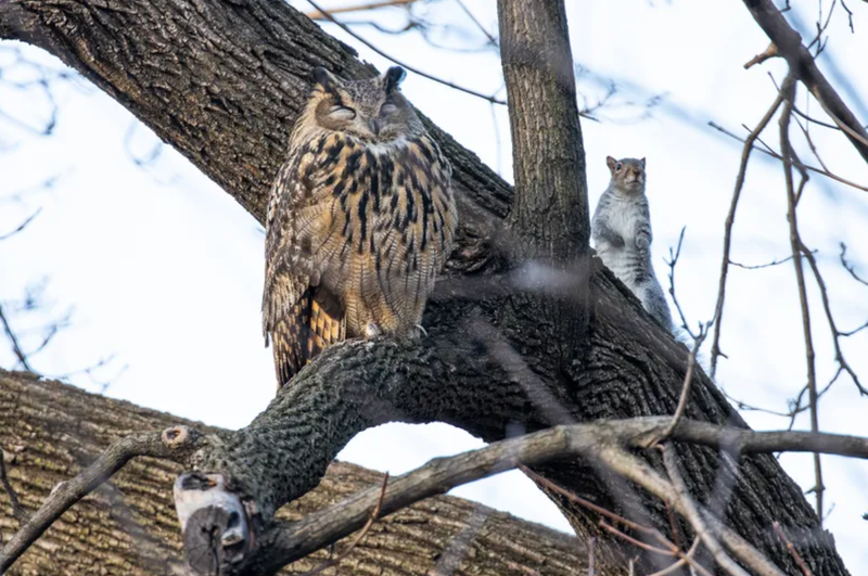 Flaco, a Eurasian eagle owl, is spotted with a squirrel in Central Park on Feb. 15, 2023.