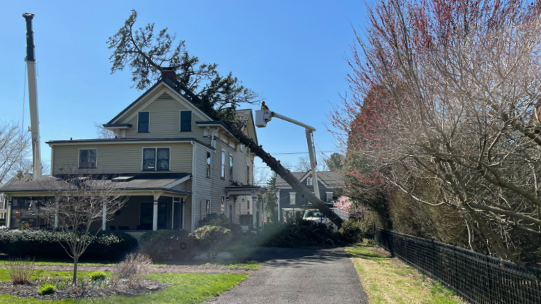 Larry Luff said the tree that landed on their house stabbed through the roof and into the ceiling.