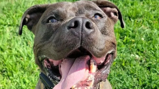 LUCKY LEO: Pit bull who faced euthanasia is now headed to Conn. forever home thanks to Facebook post