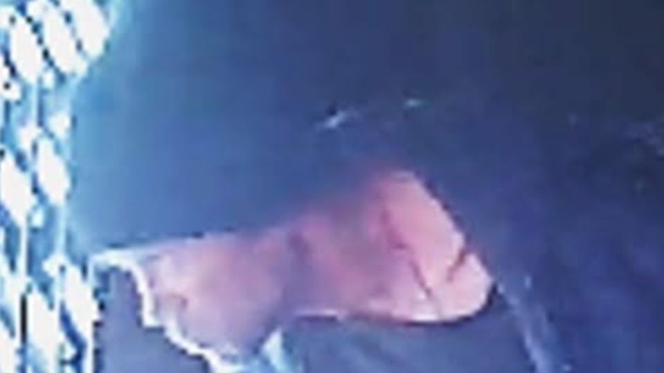 Bronx burglar breaks into fried chicken joint, swipes $2.4K – and a bag of chicken
