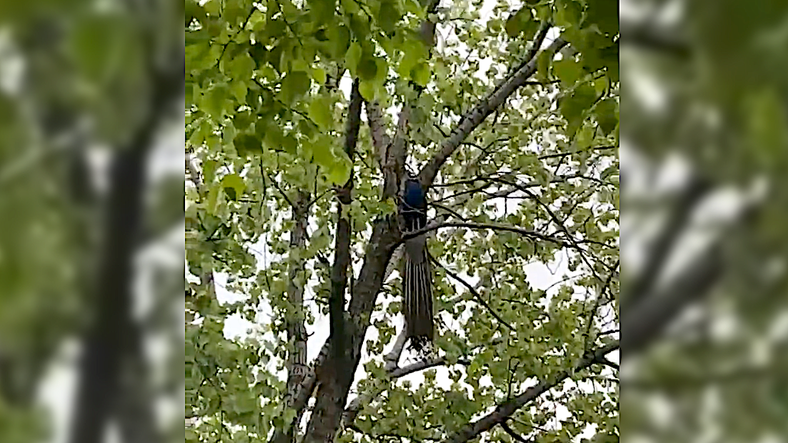 Escaped peacock 'Raul' flies back to Bronx Zoo after attacking man, roosting in park tree