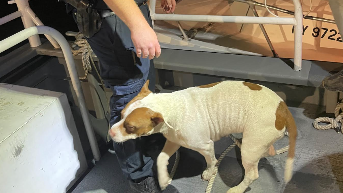 Stranded boater, dog rescued on Long Island: police