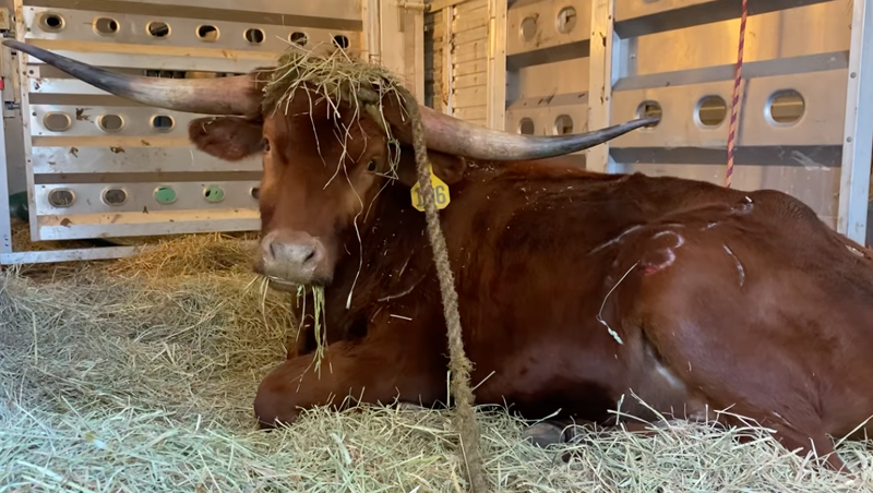 Ricardo the bull waking up at Skylands Sanctuary in rural Sussex County following his tranquilization