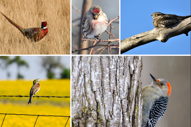 Researchers who tracked bird populations in the neighboring cities of Champaign and Urbana in summer and winter found that the two cities have "remarkably different bird communities."