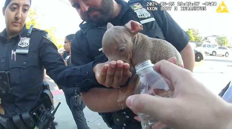NYPD