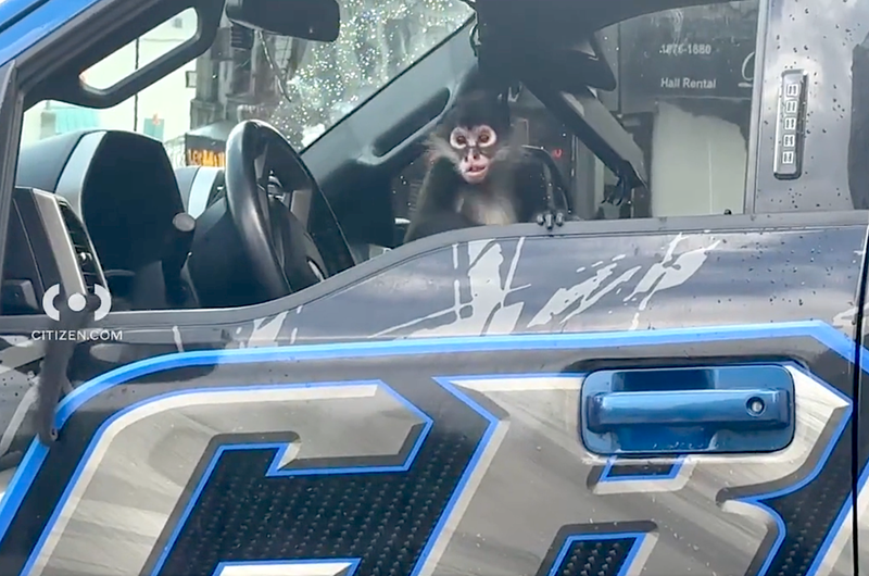 The spider monkey appeared to be on the job Sunday during a tow