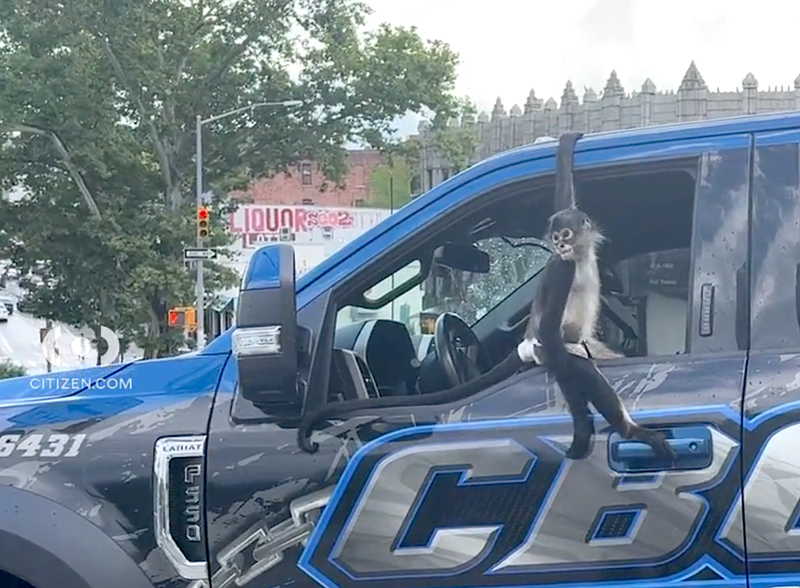 The monkey reportedly goes by Ticky
