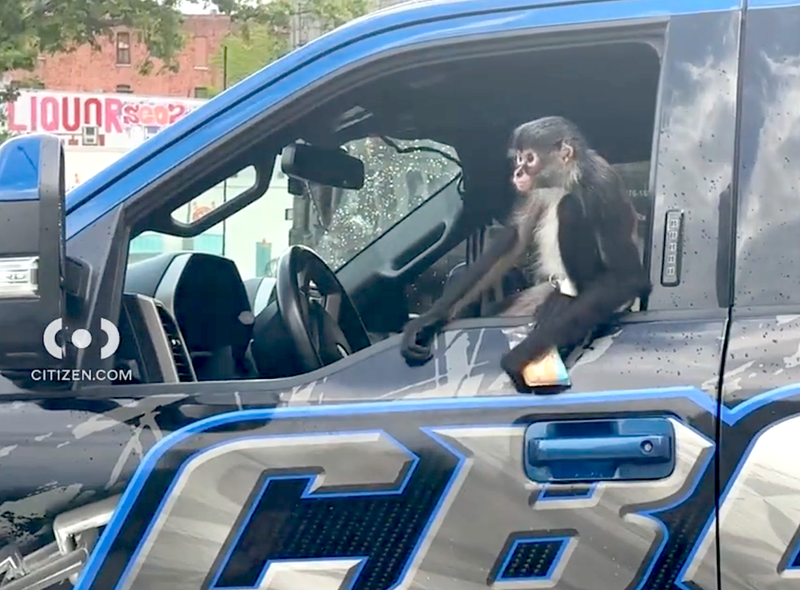 The spider monkey was spotted Sunday afternoon in the Tremont section