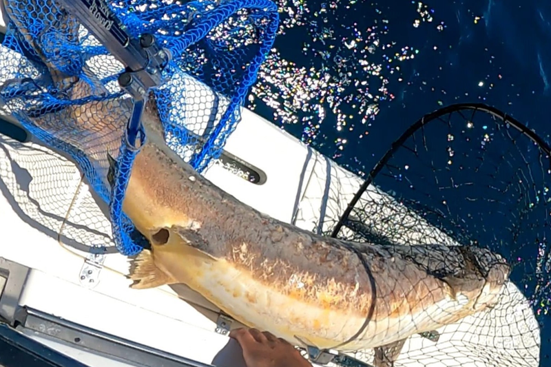 A massive sturgeon surprised a local fishing tour over the weekend. The fish was initially mistaken for a dead body.