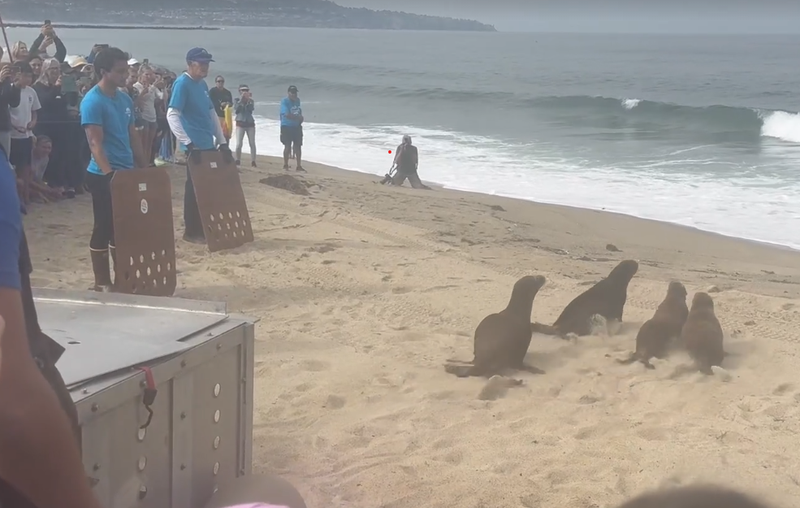 sea lions