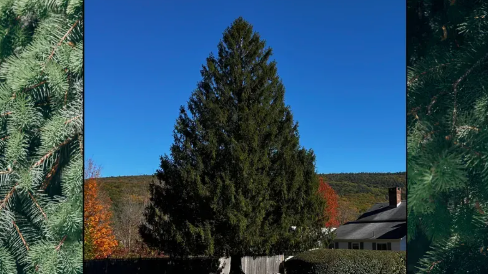 Árbol de Navidad del Rockefeller Center 2024 será cortado el jueves en MA y llegará a NYC el sábado