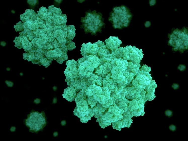 virus NYC