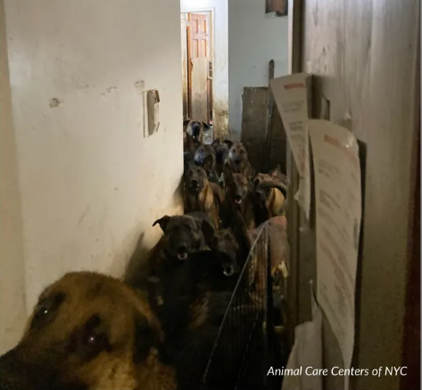 Man arrested after 48 dogs were rescued from a Queens apartment.
