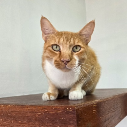 Paulie (cat)