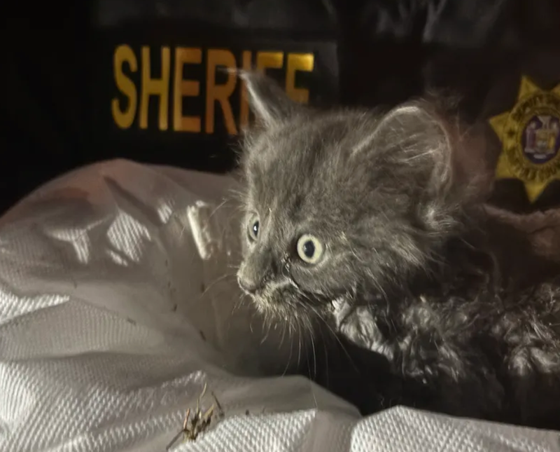 Deputy sheriff's with the Suffolk County Sheriff's Department rescued a kitten from a storm drain on Monday.
