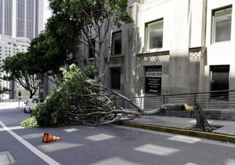Tree cut down