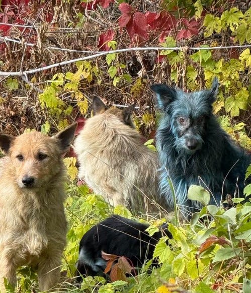Several stray dogs living inside the Chernobyl Exclusion Zone in Ukraine have been found with bright blue fur, raising concerns among rescue groups monitoring the area.
