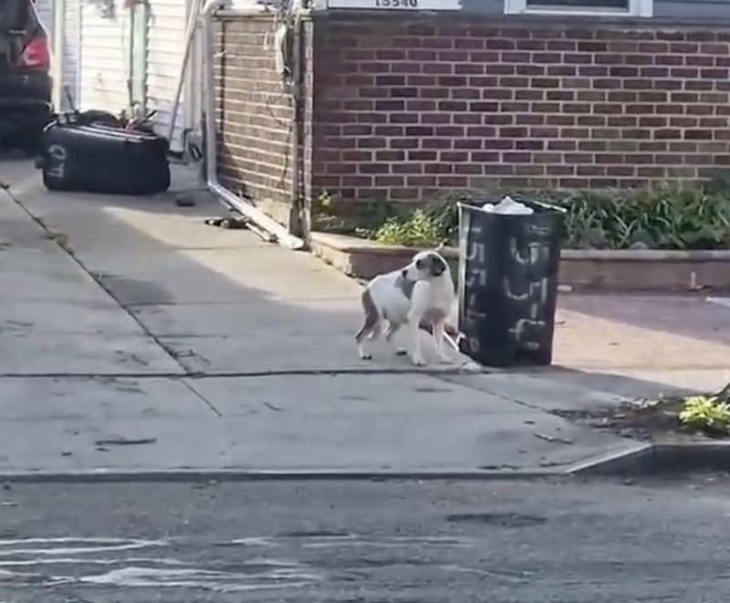 An NYPD officer shot and killed this dog in Queens on Thursday morning, according to officials and neighbors
