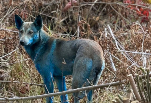 A researcher studying stray animals in the Chernobyl Exclusion Zone says the bright-blue dogs seen wandering the abandoned region are not radiation mutants, but animals that rolled in spilled chemical dye. 