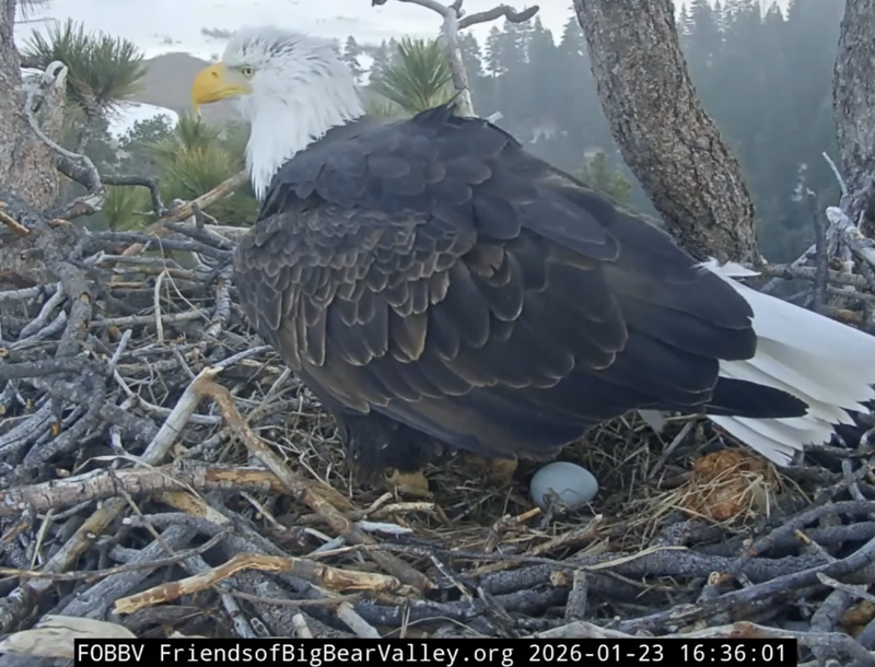 Bald Eagle with egg
