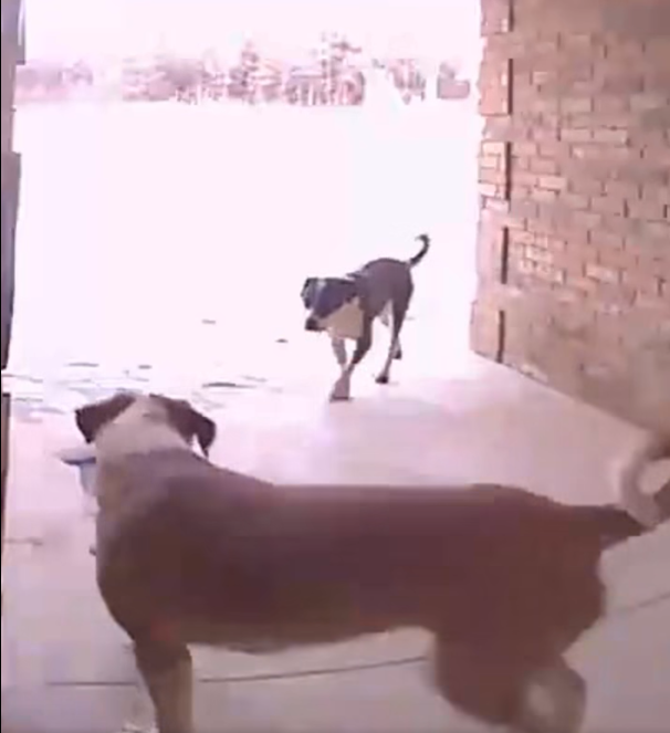 Police in Oklahoma City are sharing security video of an unusual porch theft after two dogs were caught on camera stealing a package from a home. 