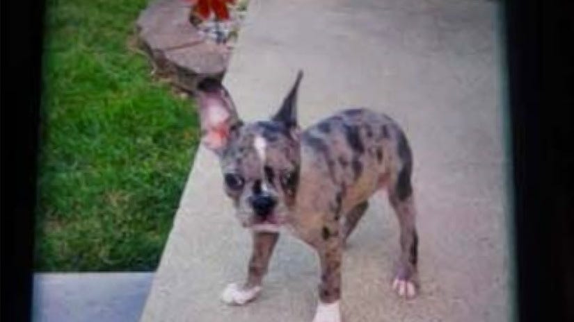 Police in Wayne County seek suspects in armed puppy-napping