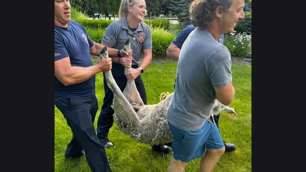 Group of sheep escape farm, wander into Bloomfield Township neighborhood