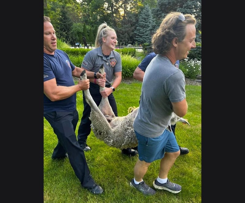 Four people carrying a sheep