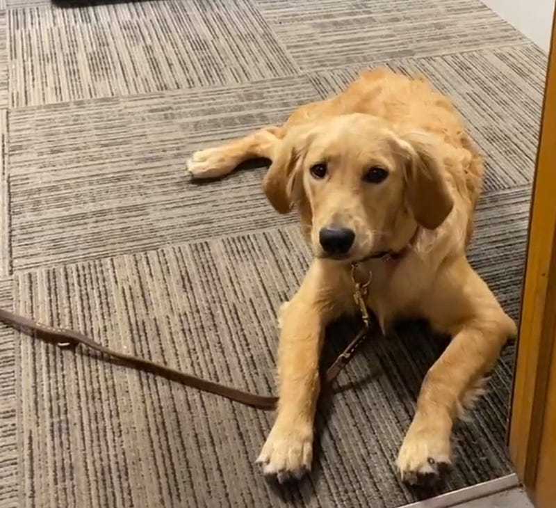 Golden retriever puppy