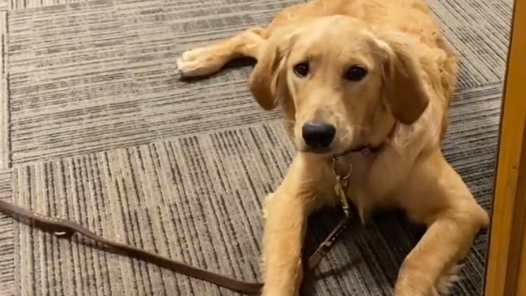 Dog who survived Macomb County plane crash over the weekend found safe, uninjured