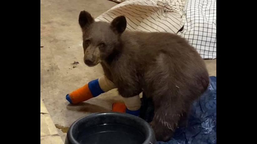Is that you, 'Tamarack?' Fugitive bear cub spotted splashing in Tahoe creek