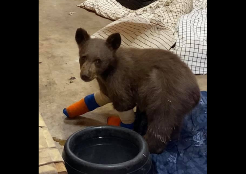 An undated photo of "Tamarack" during his treatment at Lake Tahoe Wildlife Care.