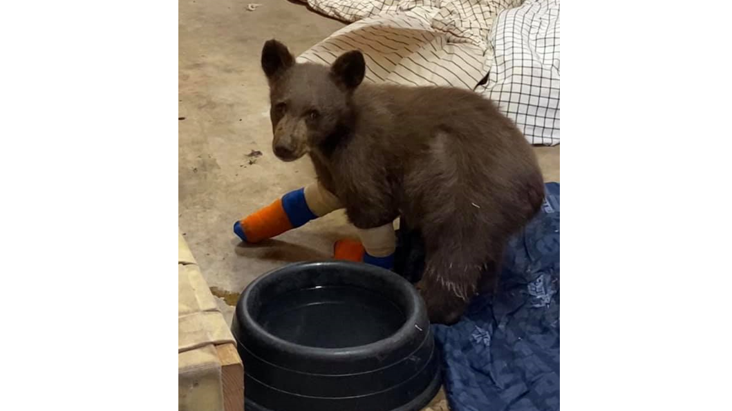 Burned bear cub 'Tamarack' escapes wildlife center, public asked to help find him