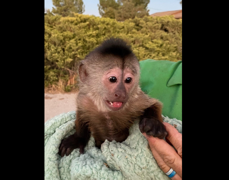 "Route" the Capuchin monkey was "a little embarrassed" afterwards, officials mused.