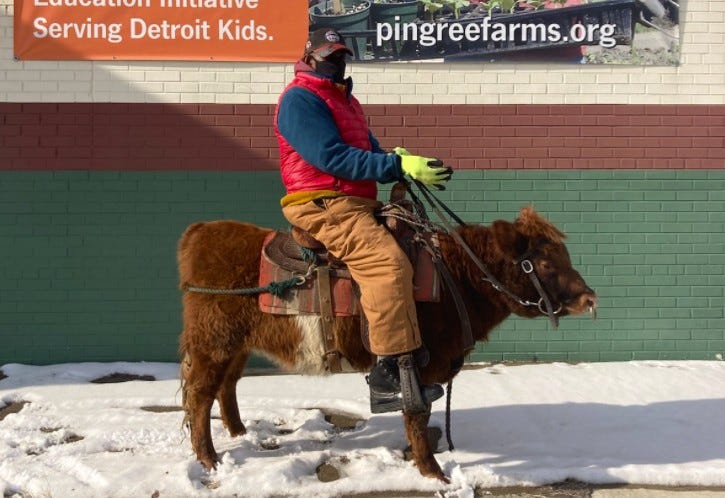 man on top of a heifer